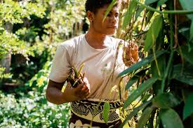 Fiji "COLO" Vanilla Beans - Pack of Two